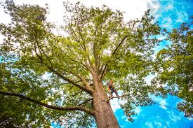 Best Lot and Land Clearing  in Emporium, PA