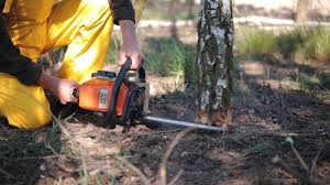 Best Tree Mulching Services  in Emporium, PA