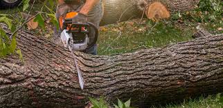  Emporium, PA Tree Services Pros