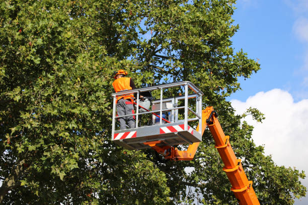 Best Tree Risk Assessment  in Emporium, PA