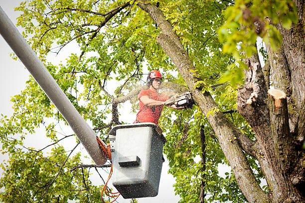 Best Tree Preservation Services  in Emporium, PA